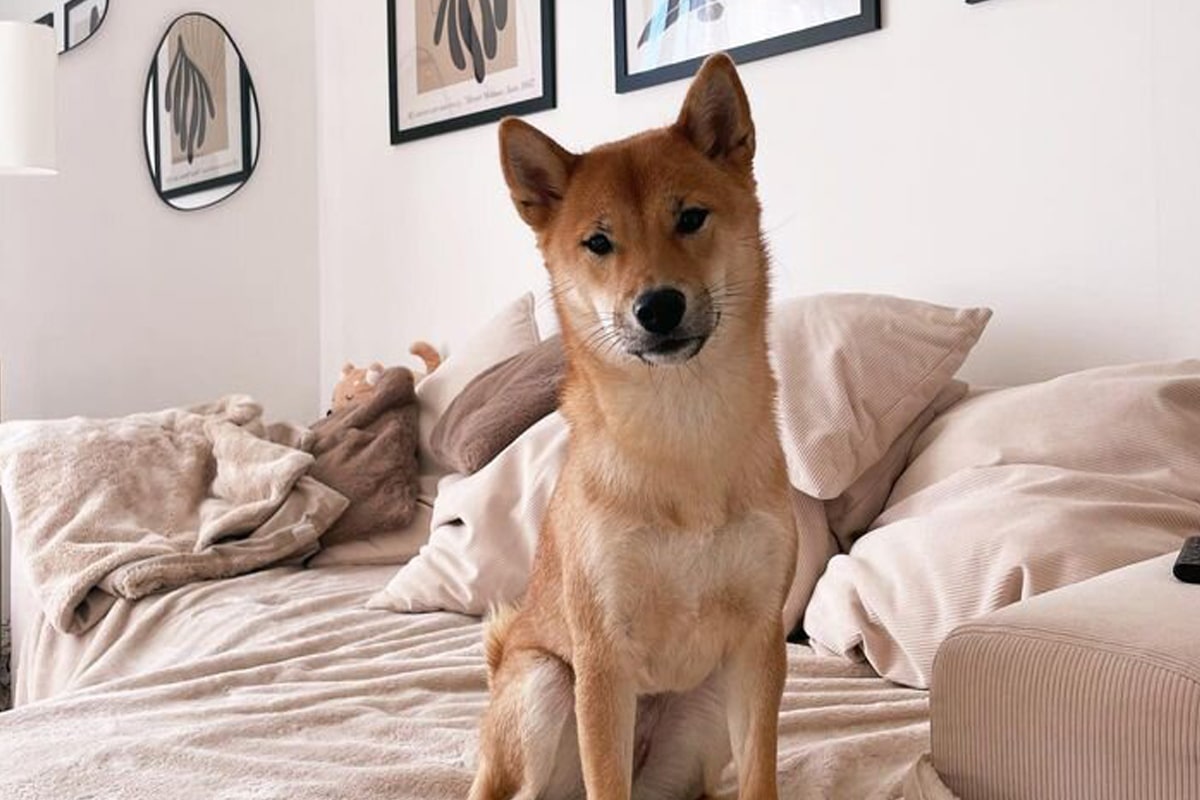 Le shiba Inu est une race très courante au Japon